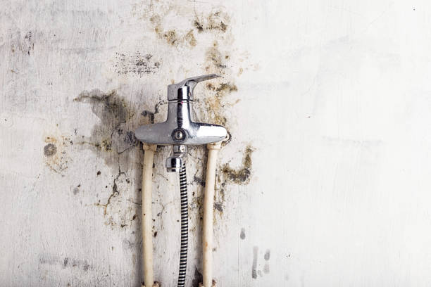 Best Residential Mold Removal  in Westminster, CA