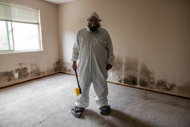 Best Attic Mold Removal  in Westminster, CA