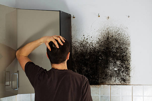 Best Attic Mold Removal  in Westminster, CA